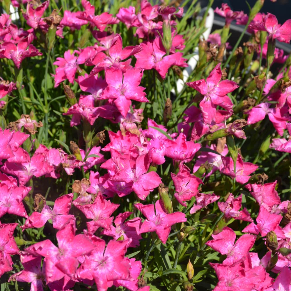 NetPS Plant Finder (www.netpsplantfinder.com)