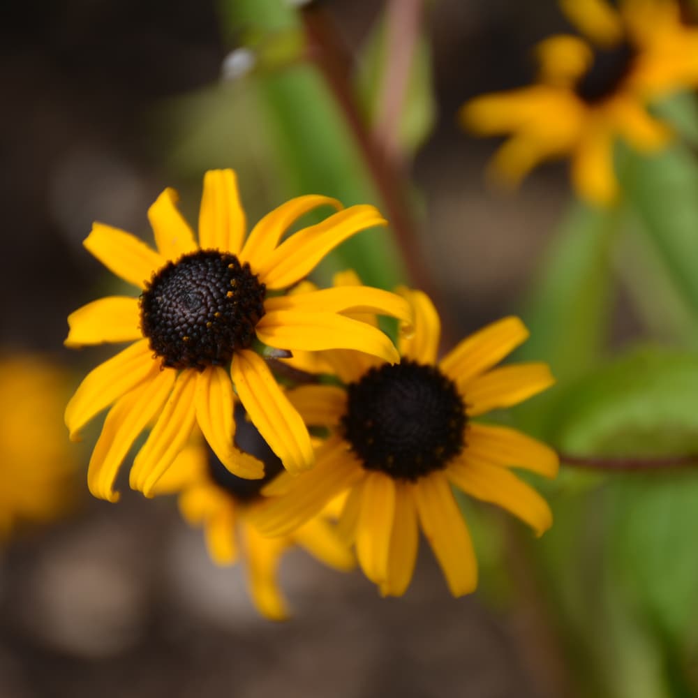 NetPS Plant Finder (www.netpsplantfinder.com)