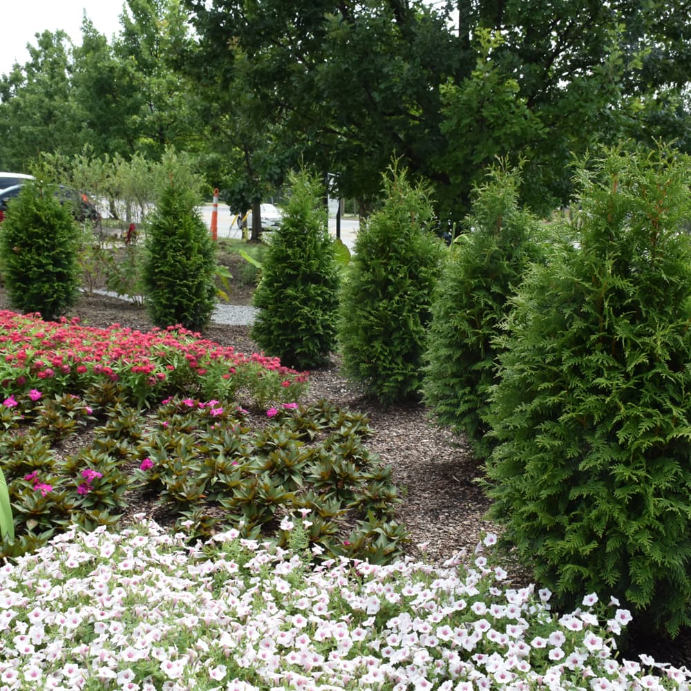 NetPS Plant Finder (www.netpsplantfinder.com)