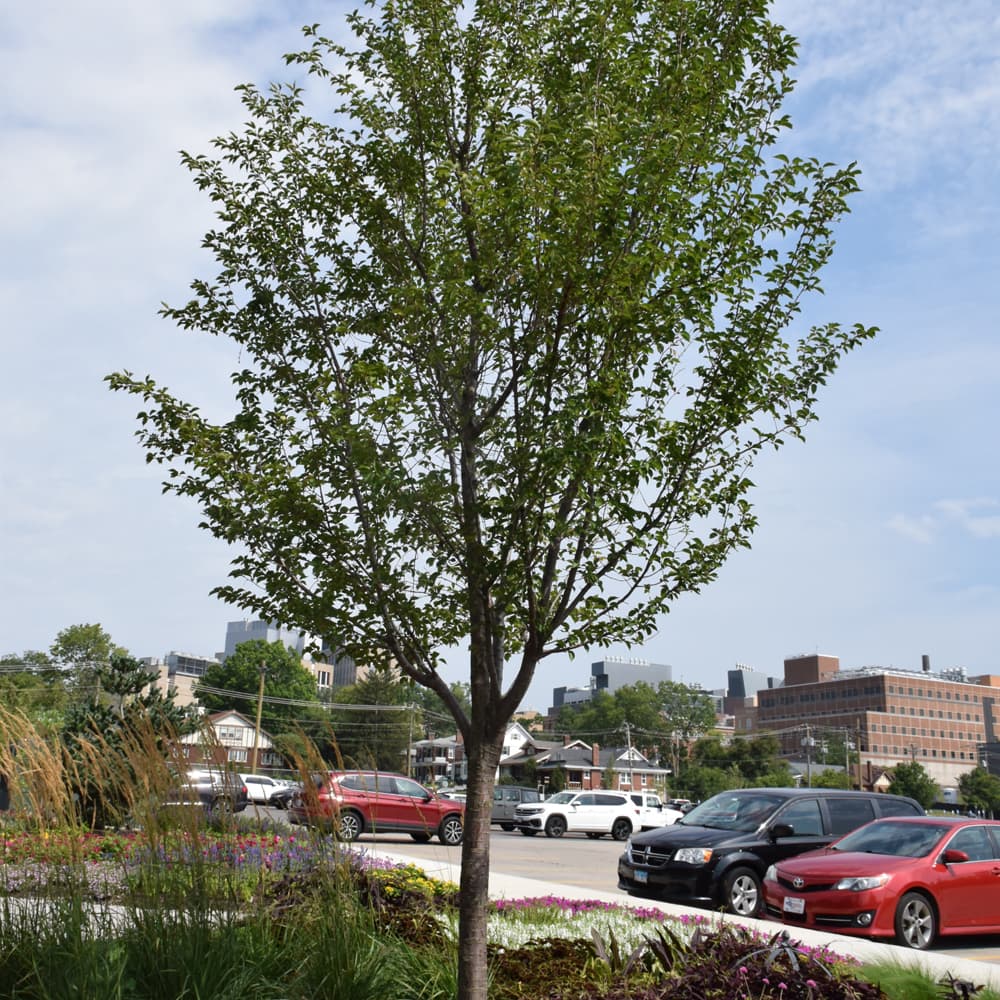 NetPS Plant Finder (www.netpsplantfinder.com)