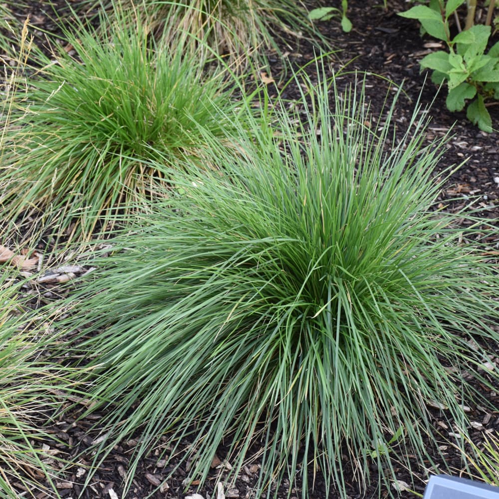 NetPS Plant Finder (www.netpsplantfinder.com)