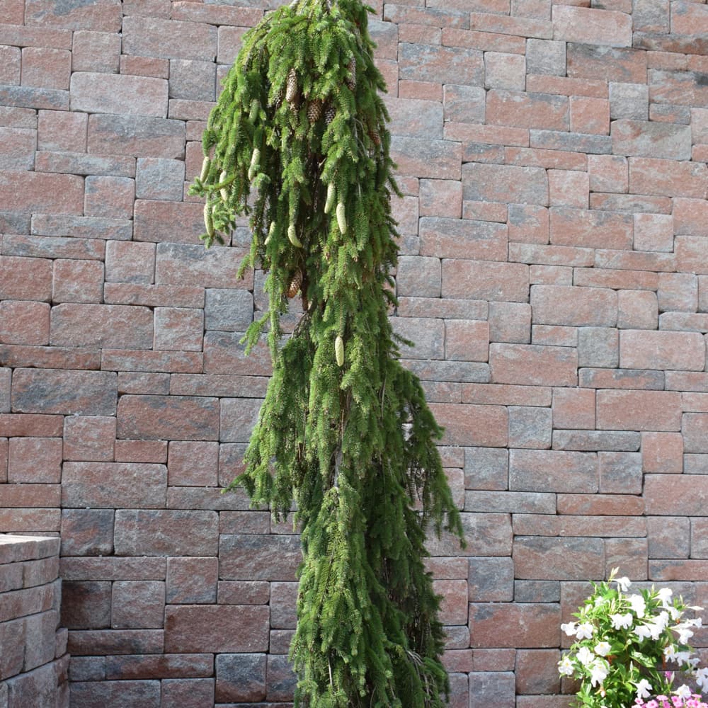 NetPS Plant Finder (www.netpsplantfinder.com)