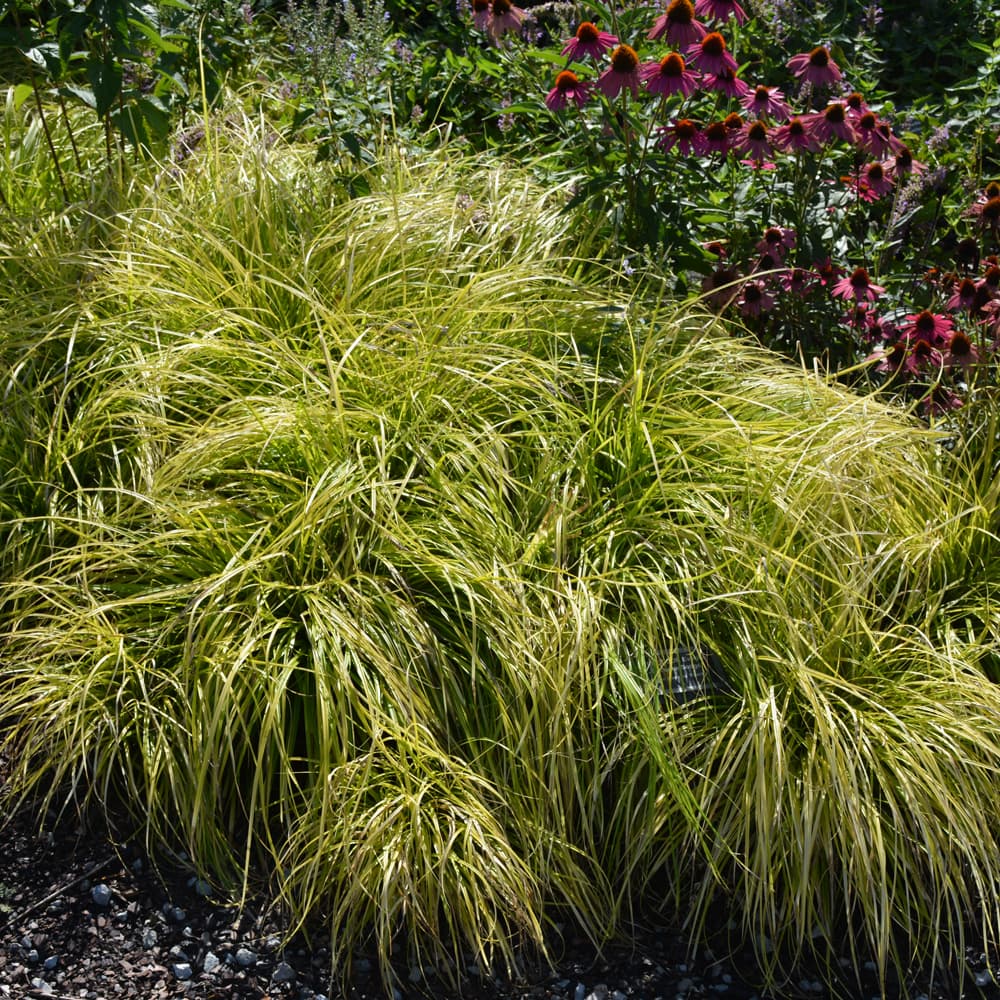 Carex Evercolor Everillo