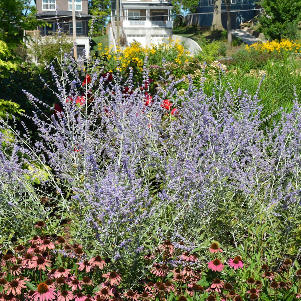 NetPS Plant Finder (www.netpsplantfinder.com)