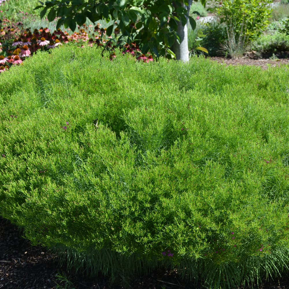 NetPS Plant Finder (www.netpsplantfinder.com)