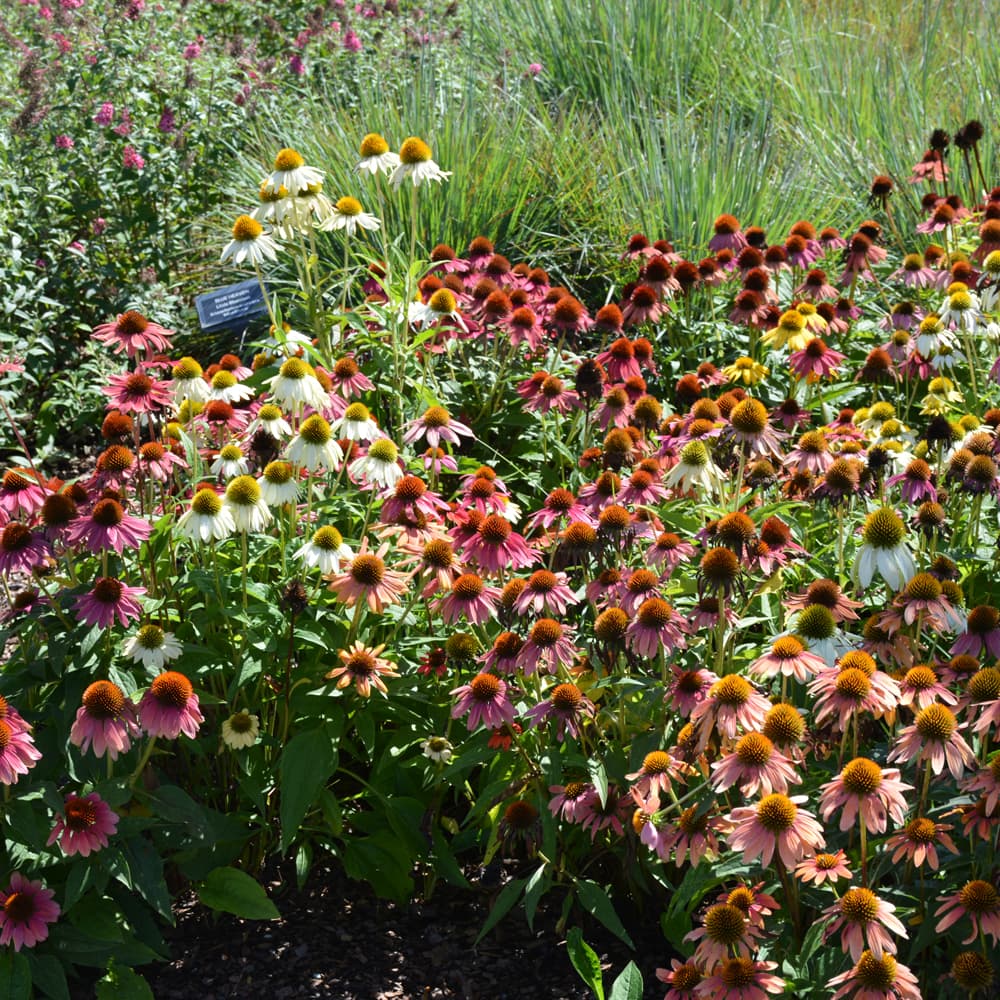 NetPS Plant Finder (www.netpsplantfinder.com)