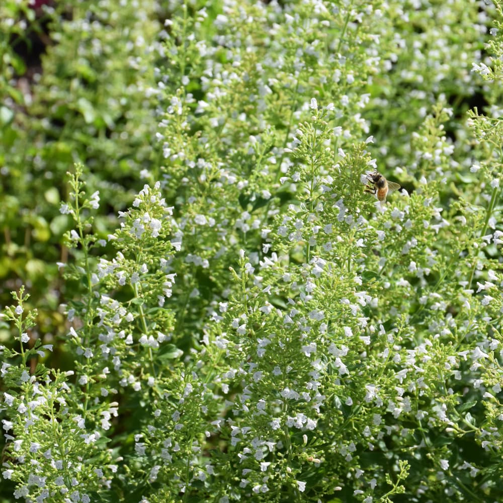 NetPS Plant Finder (www.netpsplantfinder.com)