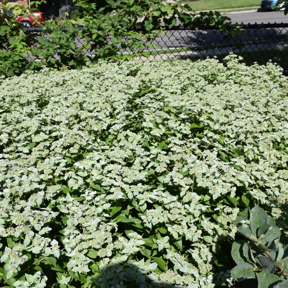 NetPS Plant Finder (www.netpsplantfinder.com)