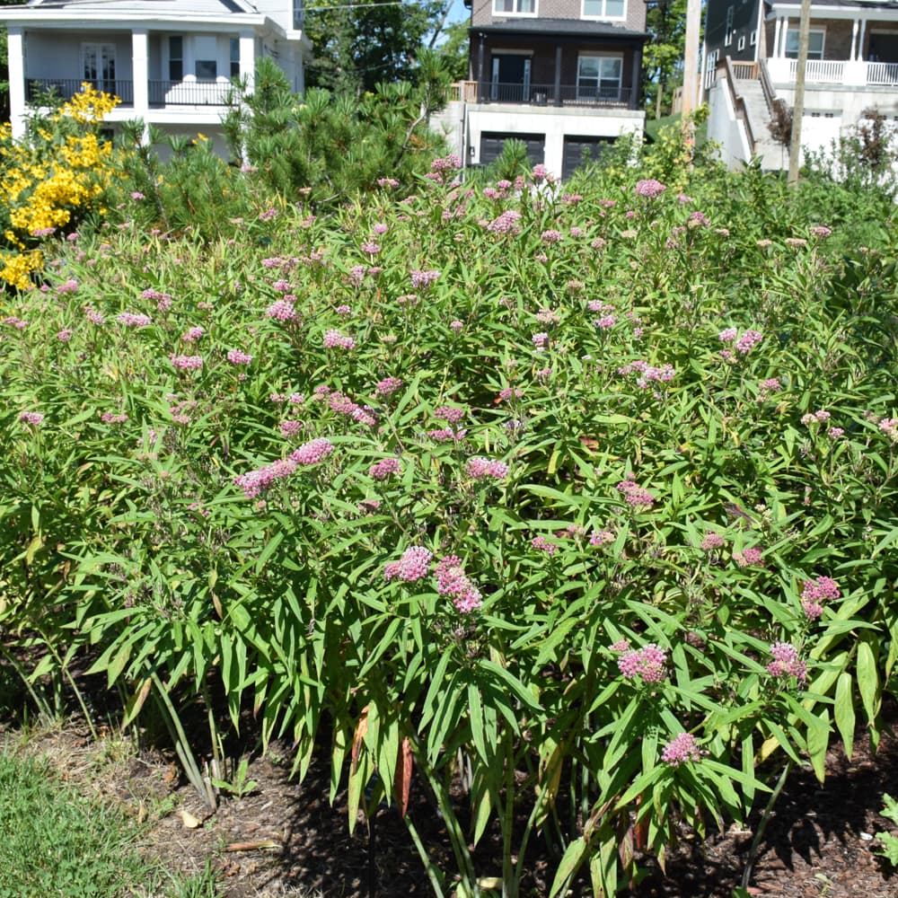 NetPS Plant Finder (www.netpsplantfinder.com)