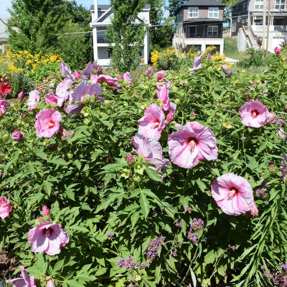 NetPS Plant Finder (www.netpsplantfinder.com)