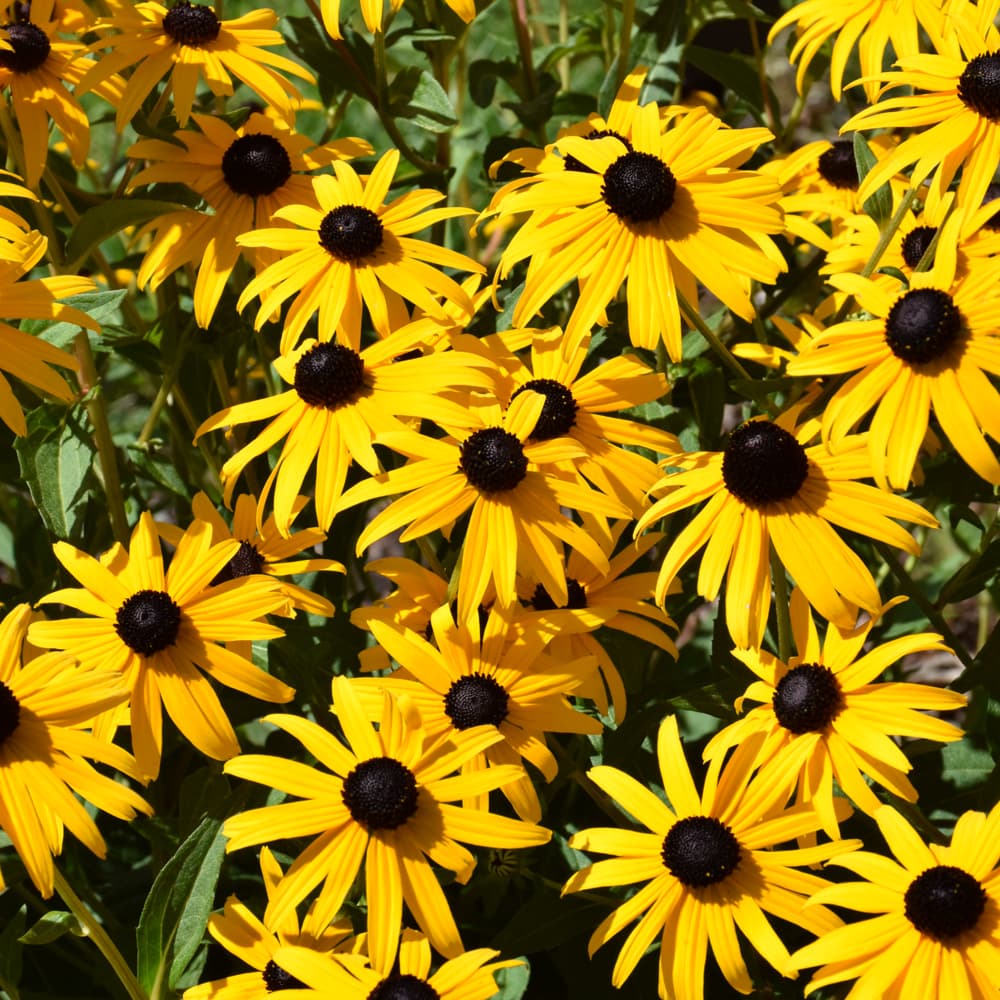 Rudbeckia Goldsturm