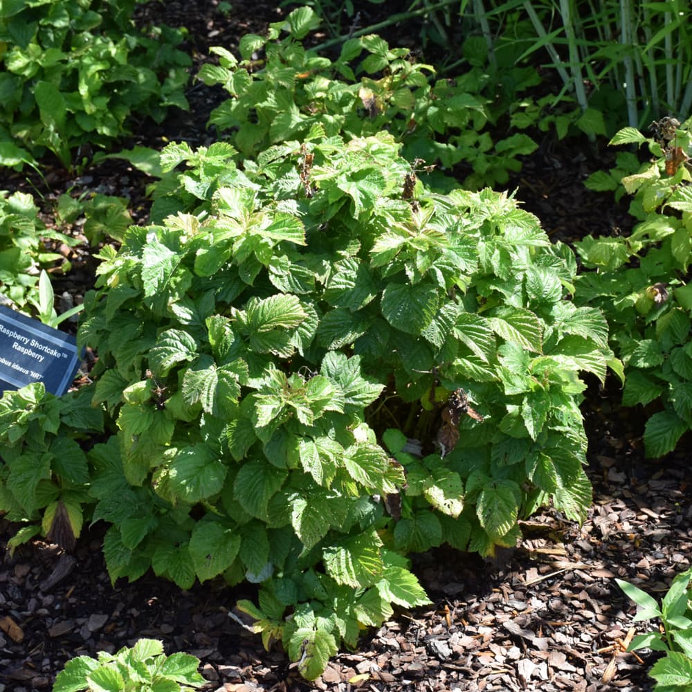 NetPS Plant Finder (www.netpsplantfinder.com)