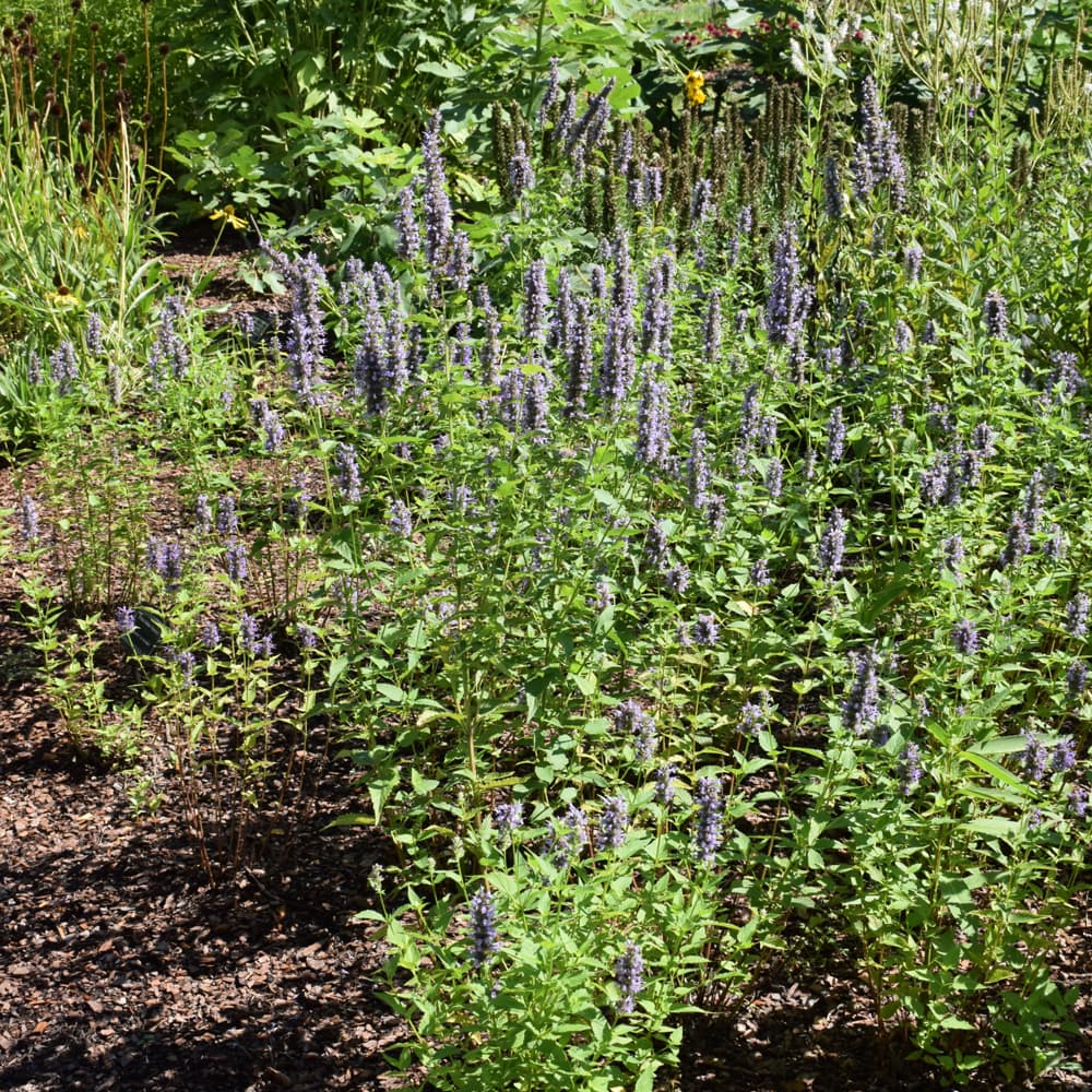 NetPS Plant Finder (www.netpsplantfinder.com)