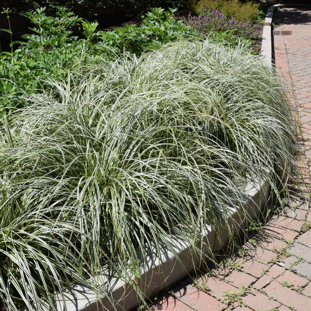 NetPS Plant Finder (www.netpsplantfinder.com)