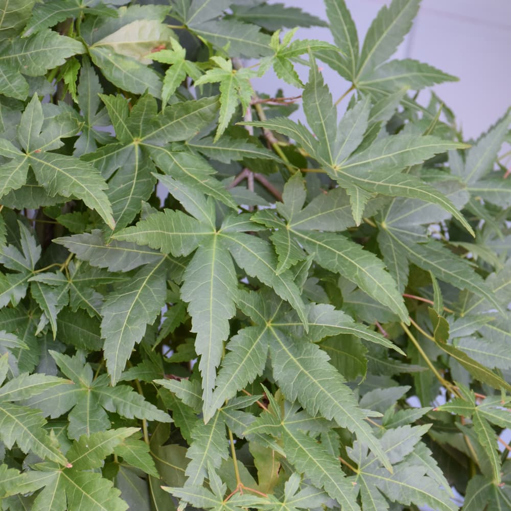 NetPS Plant Finder (www.netpsplantfinder.com)