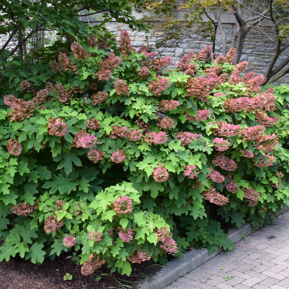 NetPS Plant Finder (www.netpsplantfinder.com)