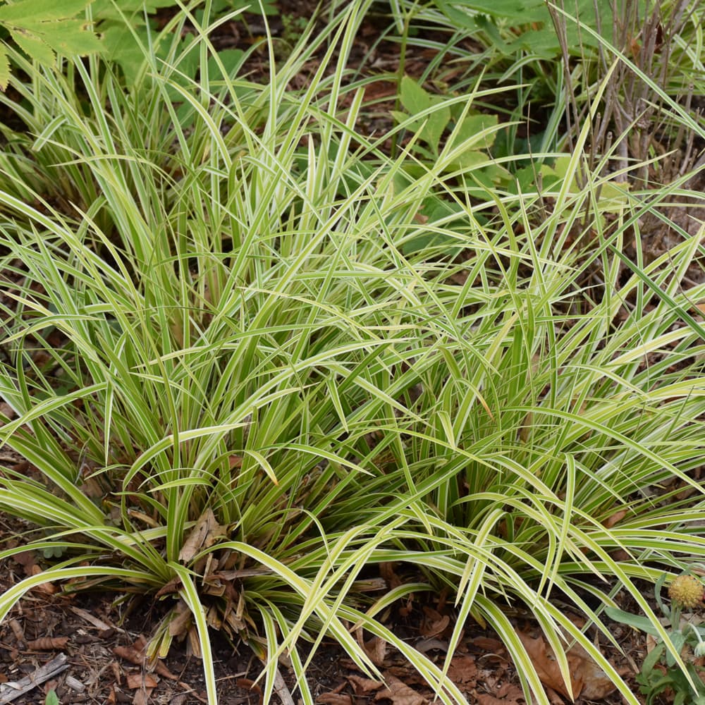 Carex Evercolor Everglow