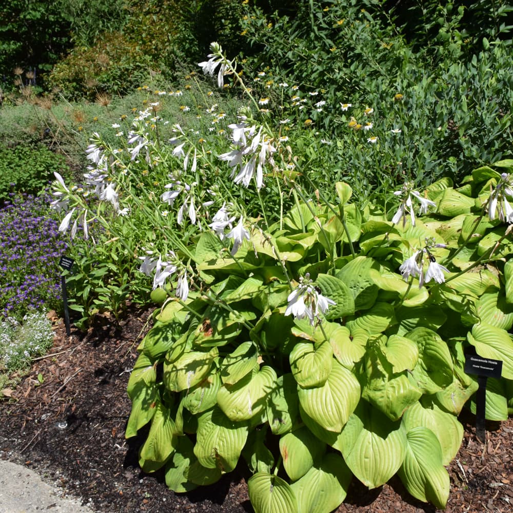 NetPS Plant Finder (www.netpsplantfinder.com)