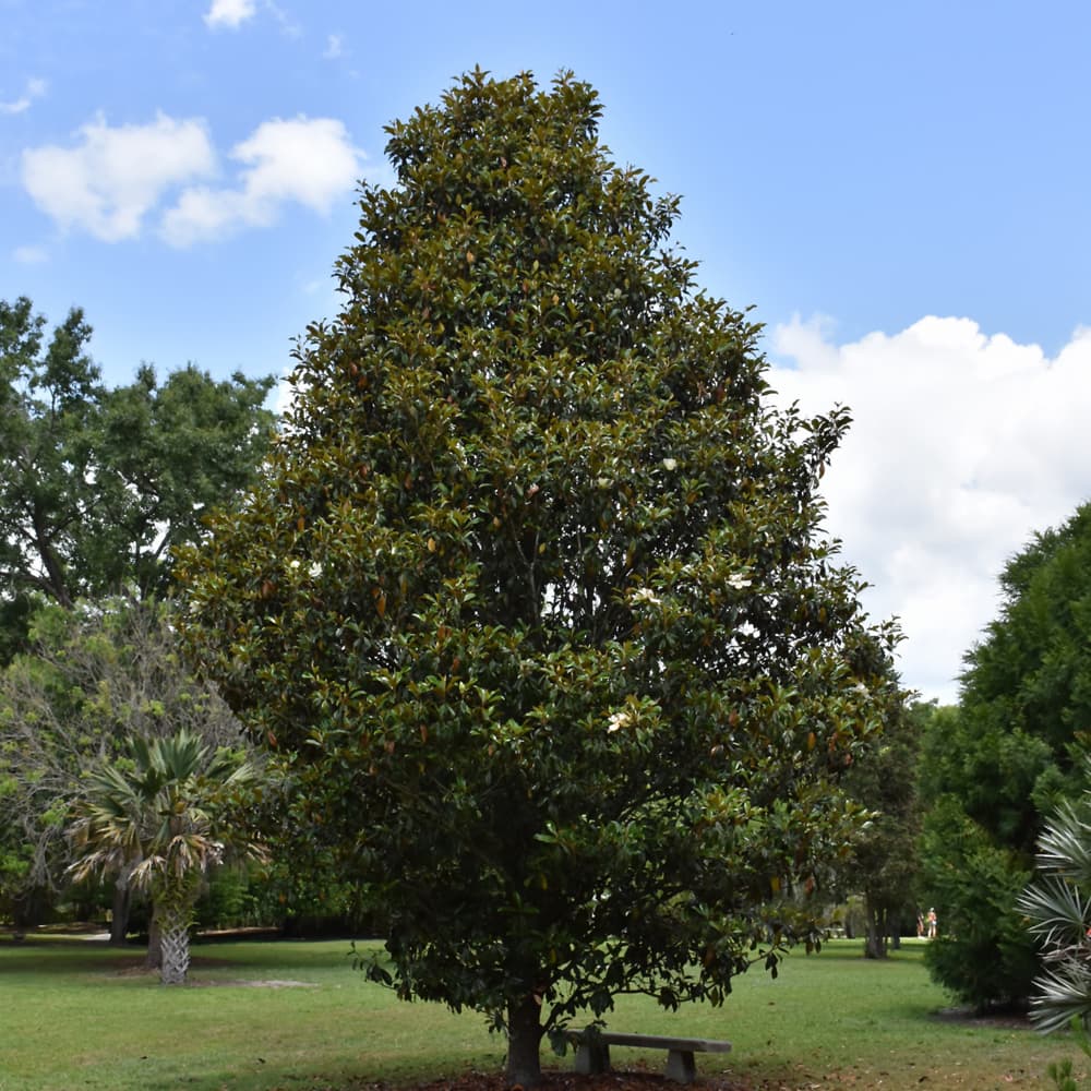 NetPS Plant Finder (www.netpsplantfinder.com)