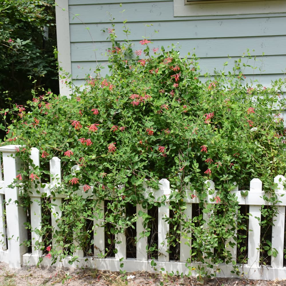 NetPS Plant Finder (www.netpsplantfinder.com)