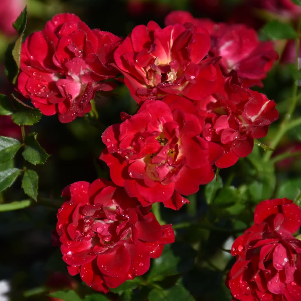 NetPS Plant Finder (www.netpsplantfinder.com)