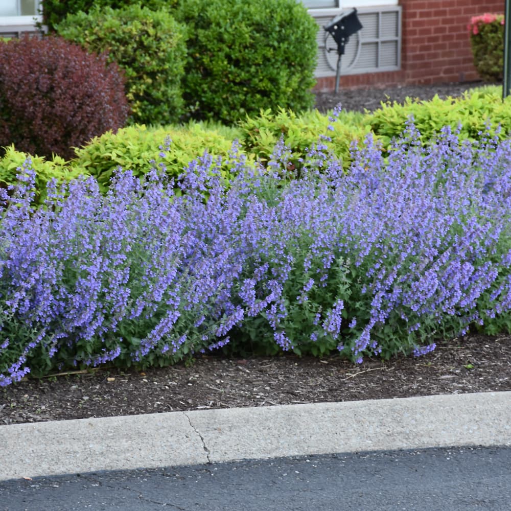 NetPS Plant Finder (www.netpsplantfinder.com)