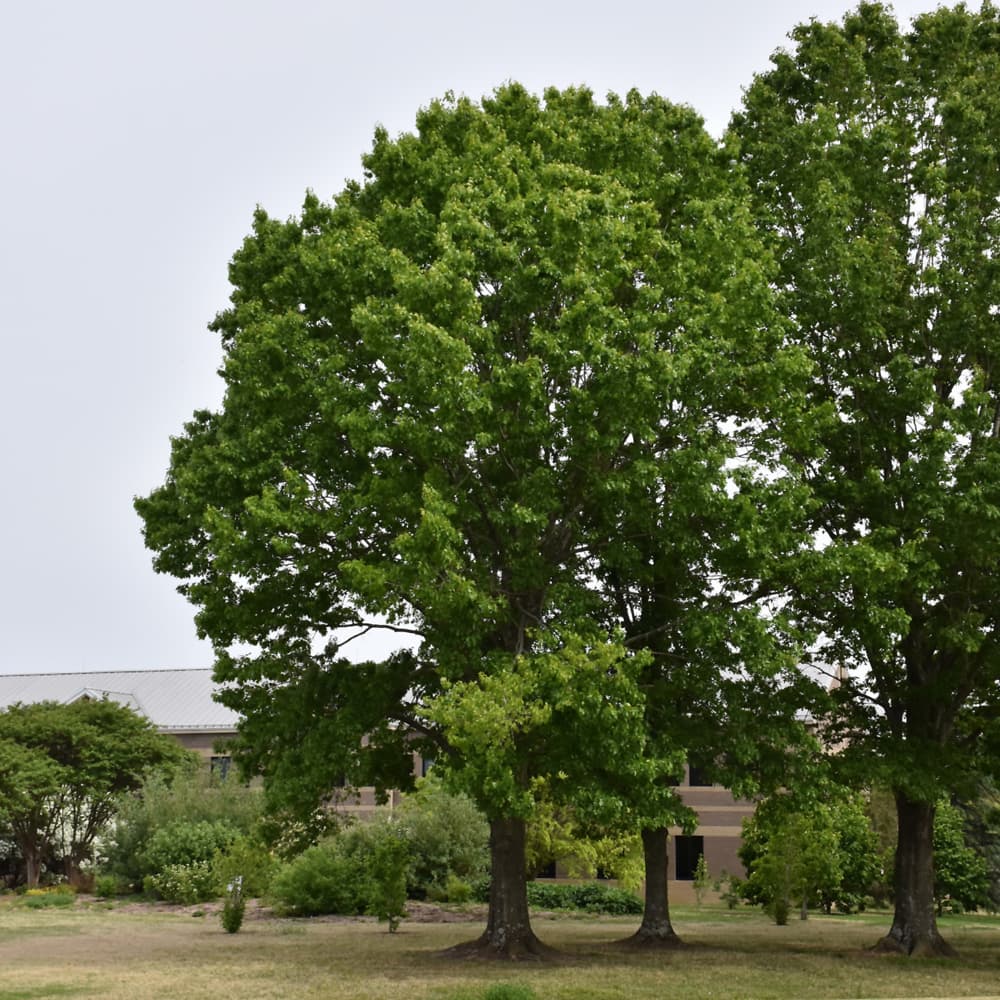 Oak Northern Red