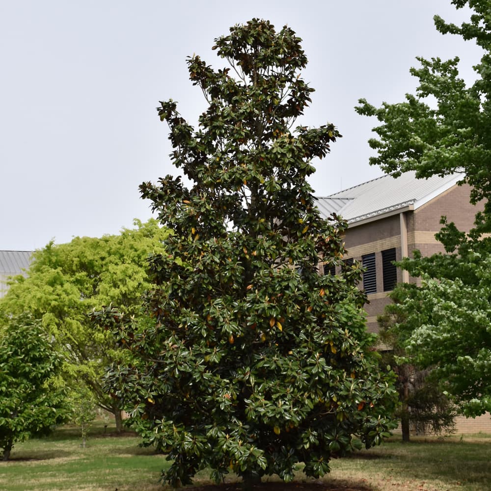 NetPS Plant Finder (www.netpsplantfinder.com)