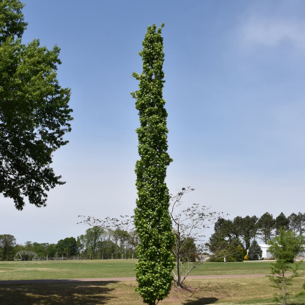 NetPS Plant Finder (www.netpsplantfinder.com)