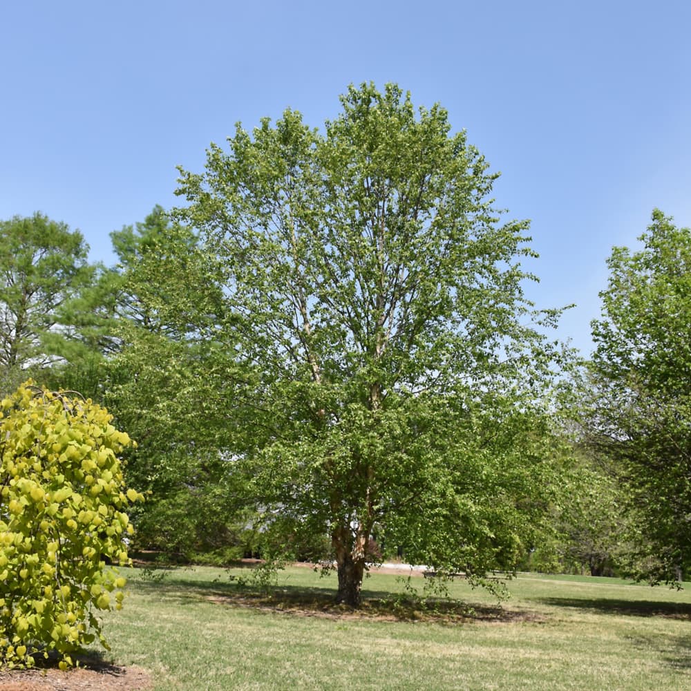 NetPS Plant Finder (www.netpsplantfinder.com)