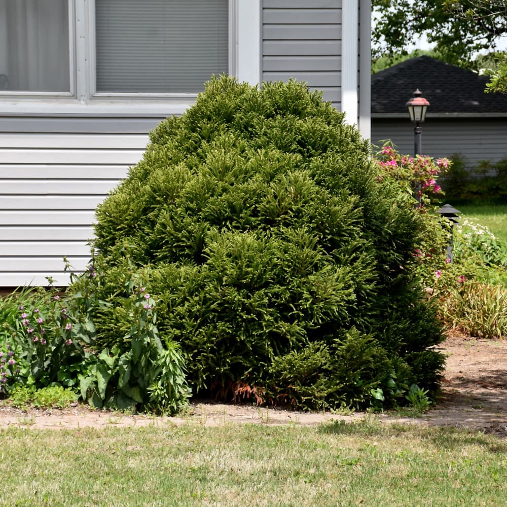 NetPS Plant Finder (www.netpsplantfinder.com)