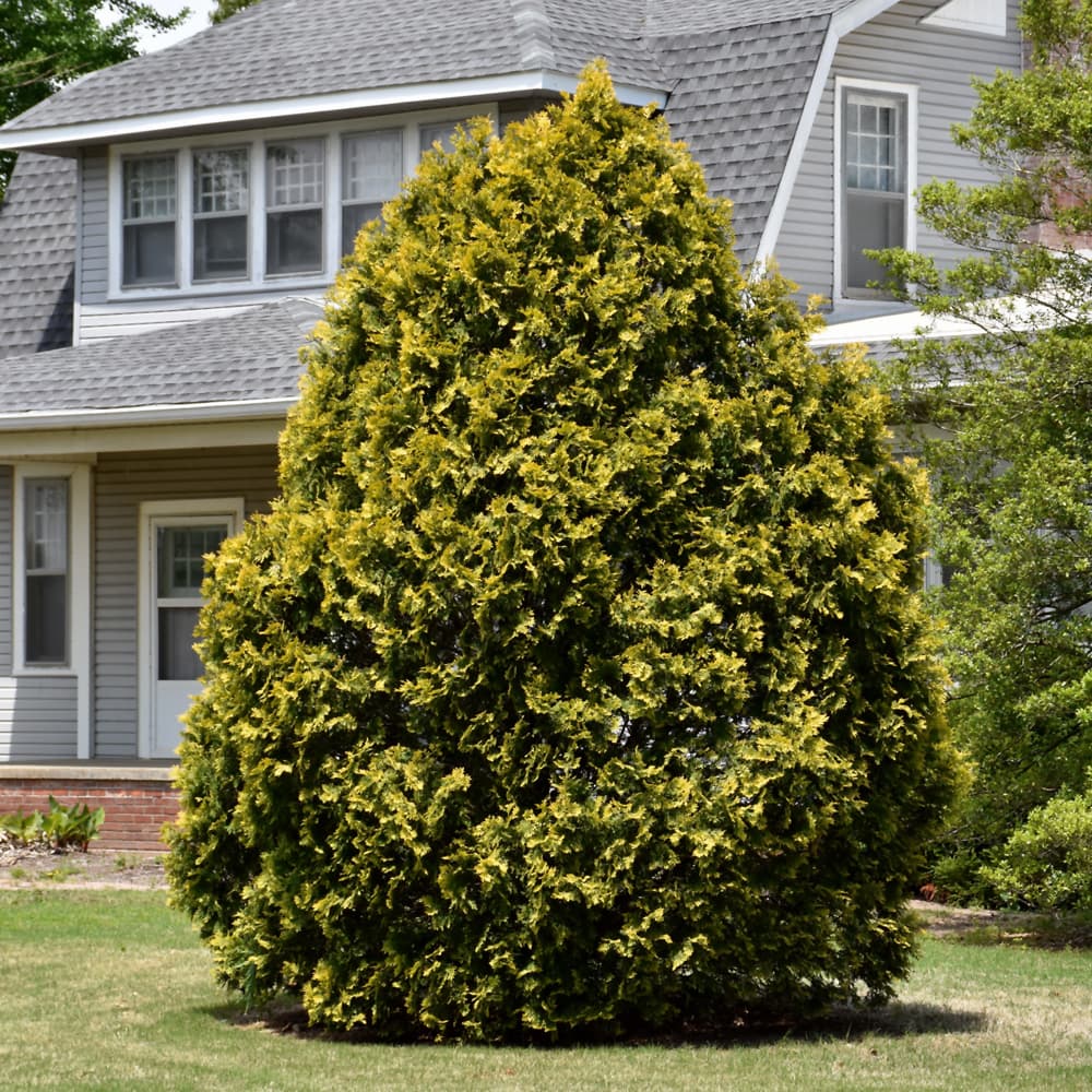 Arborvitae Yellow Ribbon
