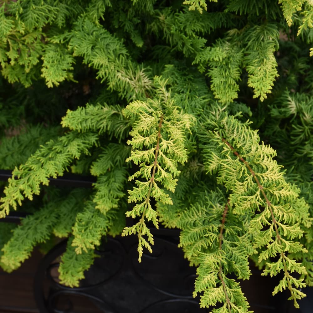 Cypress Fernspray Gold