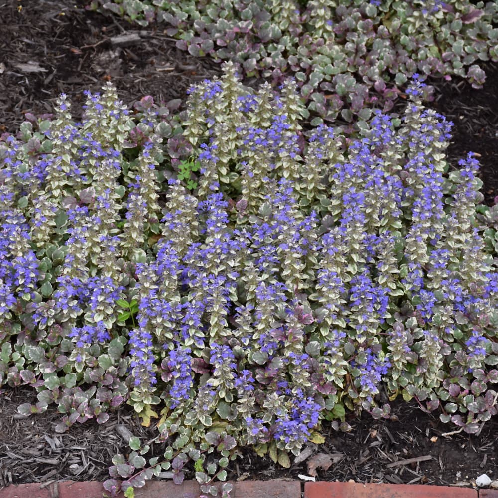NetPS Plant Finder (www.netpsplantfinder.com)