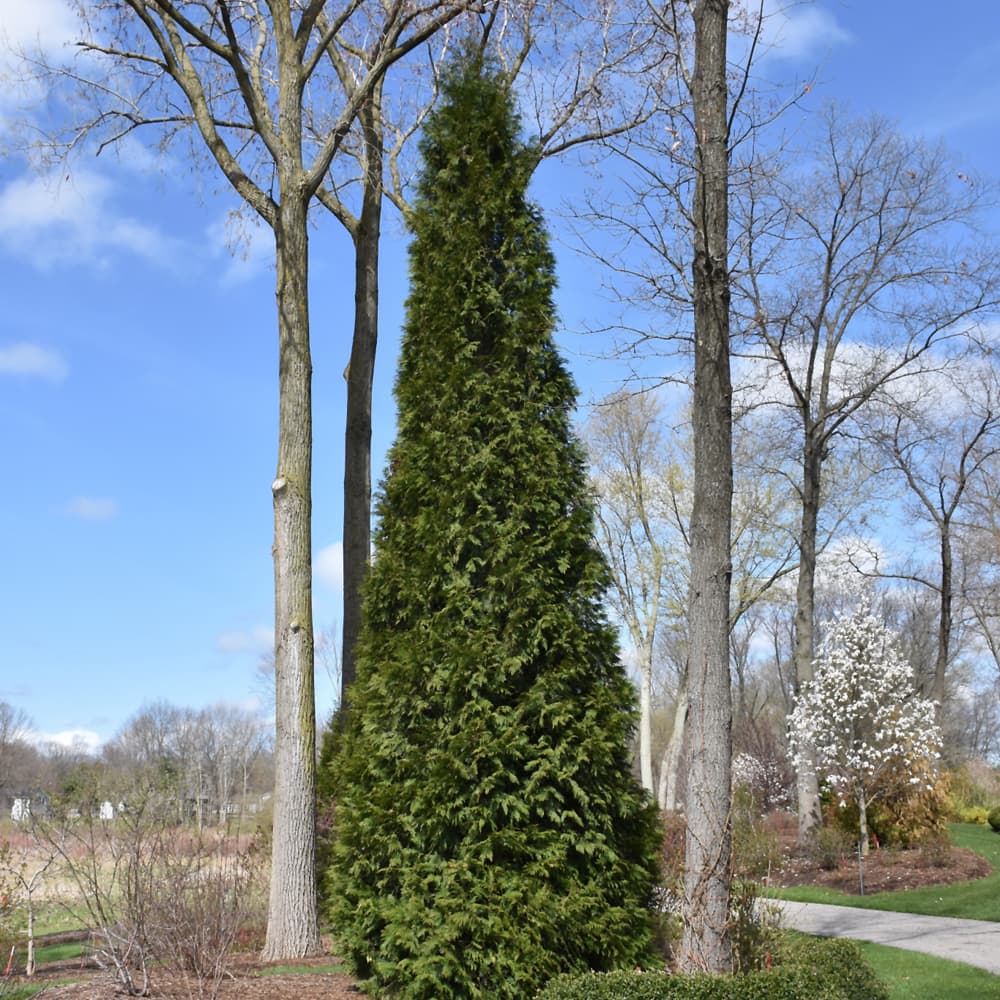 Arborvitae Steeplechase