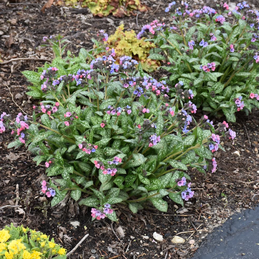 NetPS Plant Finder (www.netpsplantfinder.com)