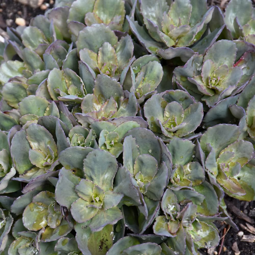 NetPS Plant Finder (www.netpsplantfinder.com)