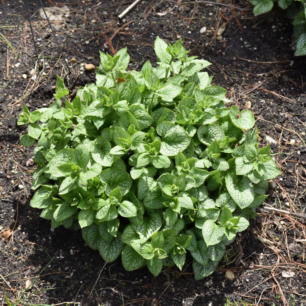 NetPS Plant Finder (www.netpsplantfinder.com)