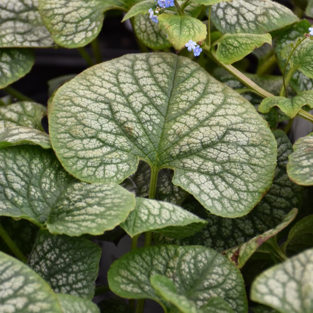 NetPS Plant Finder (www.netpsplantfinder.com)