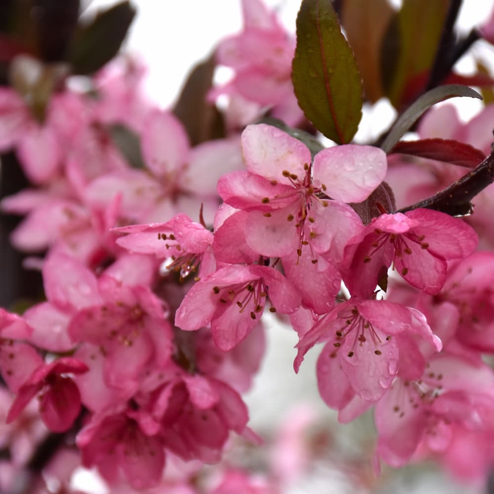 Crabapple Perfect Purple