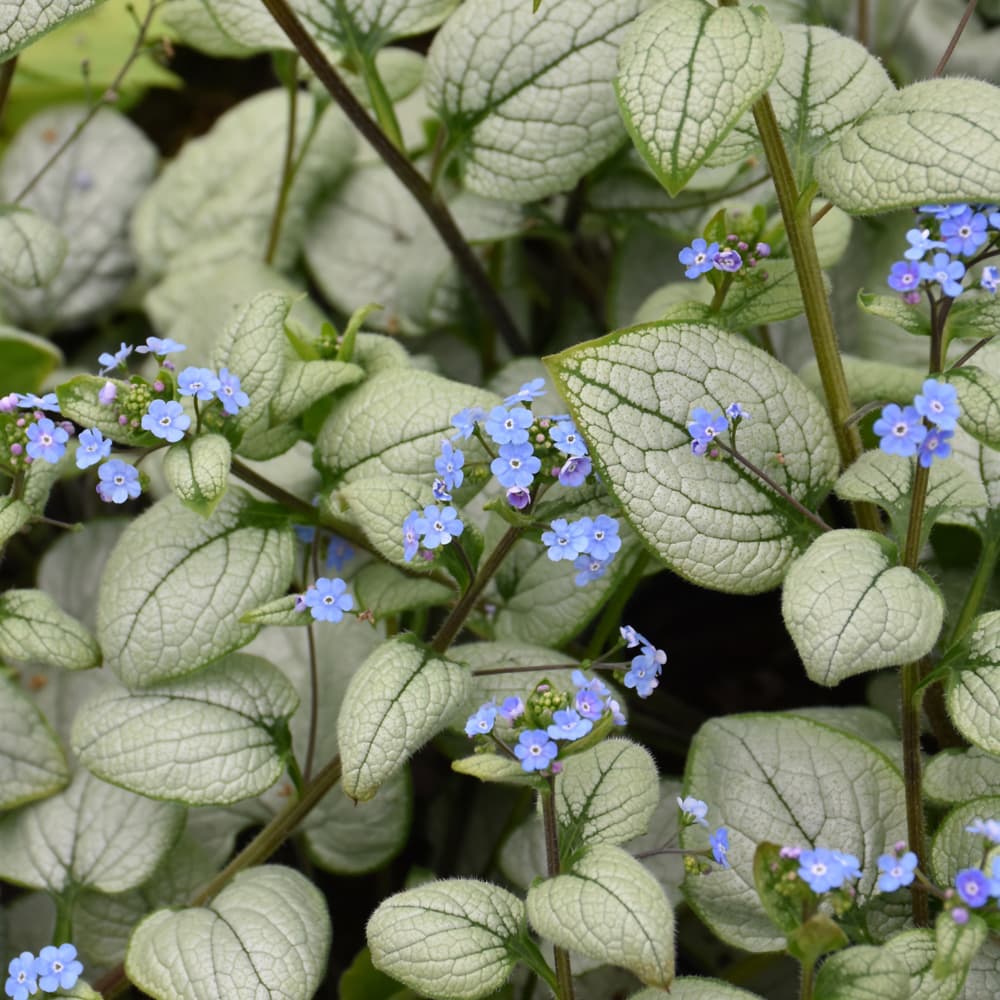 Brunnera Alexandria