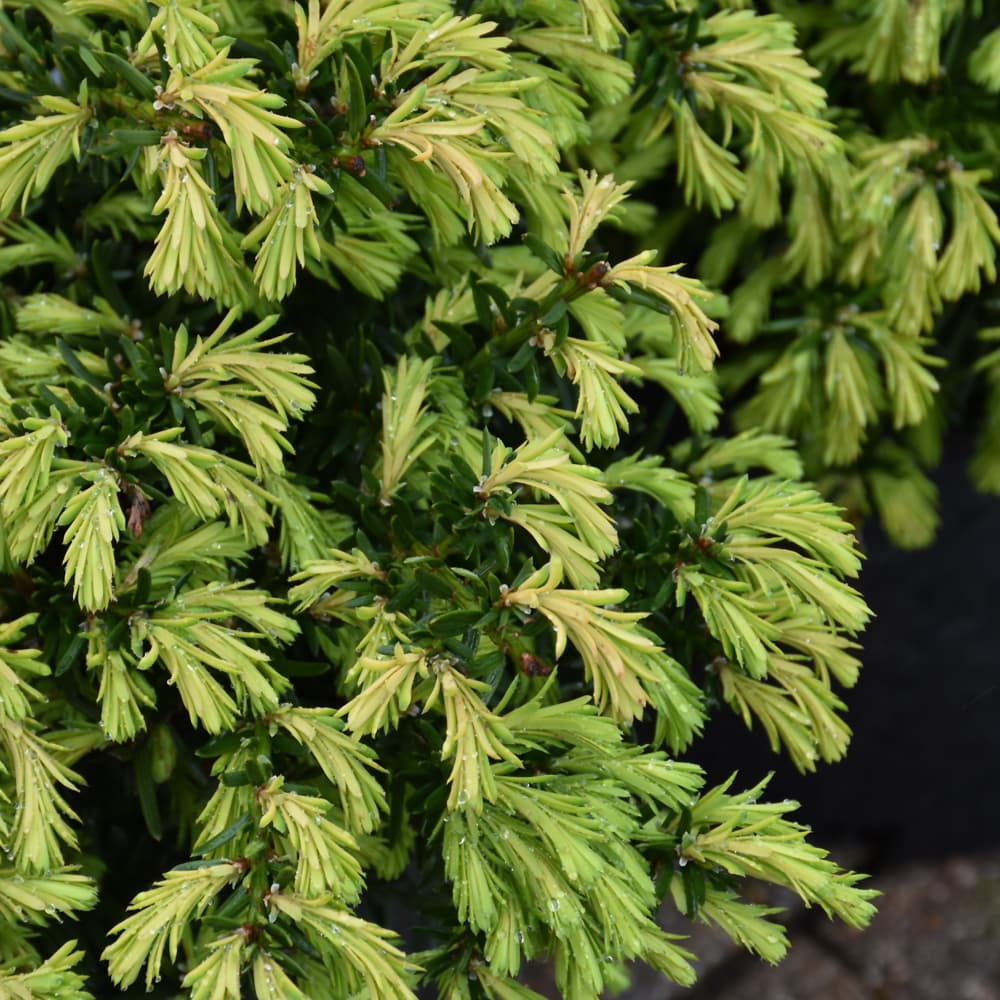 NetPS Plant Finder (www.netpsplantfinder.com)