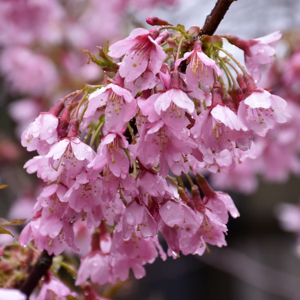 NetPS Plant Finder (www.netpsplantfinder.com)