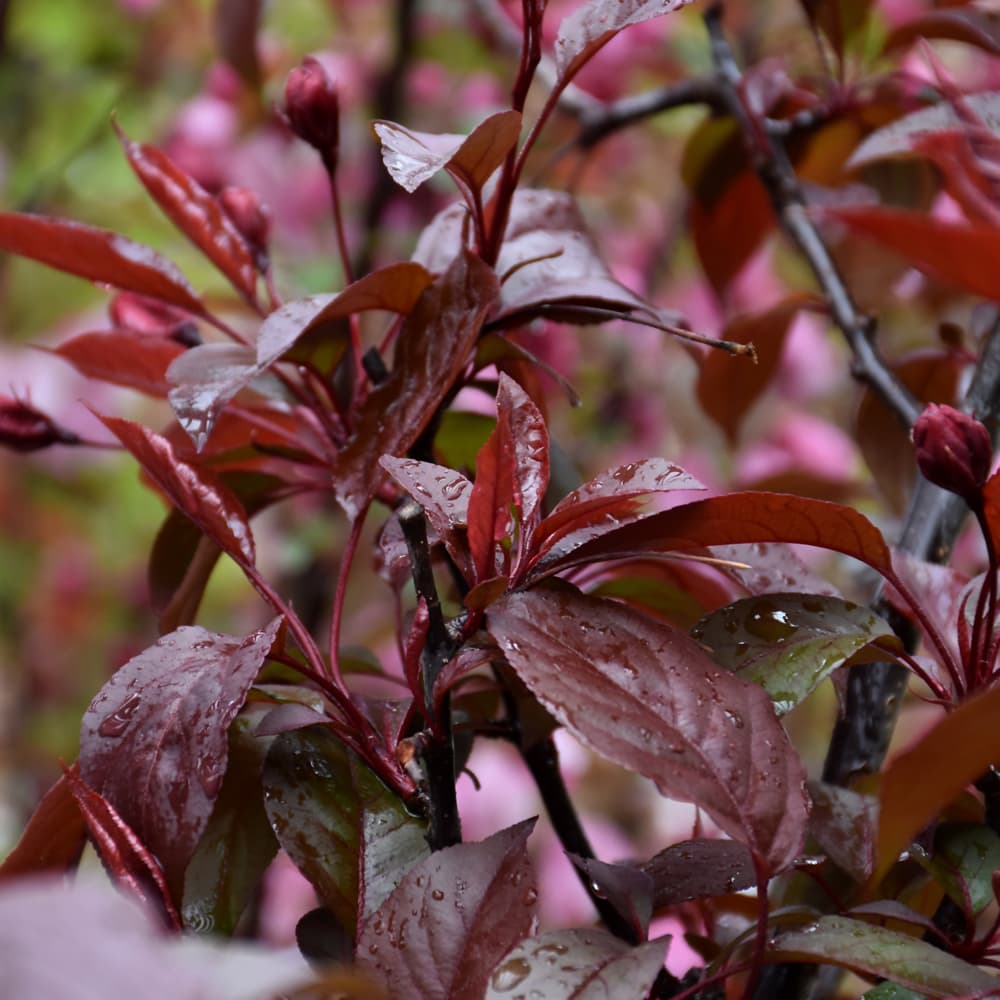 NetPS Plant Finder (www.netpsplantfinder.com)