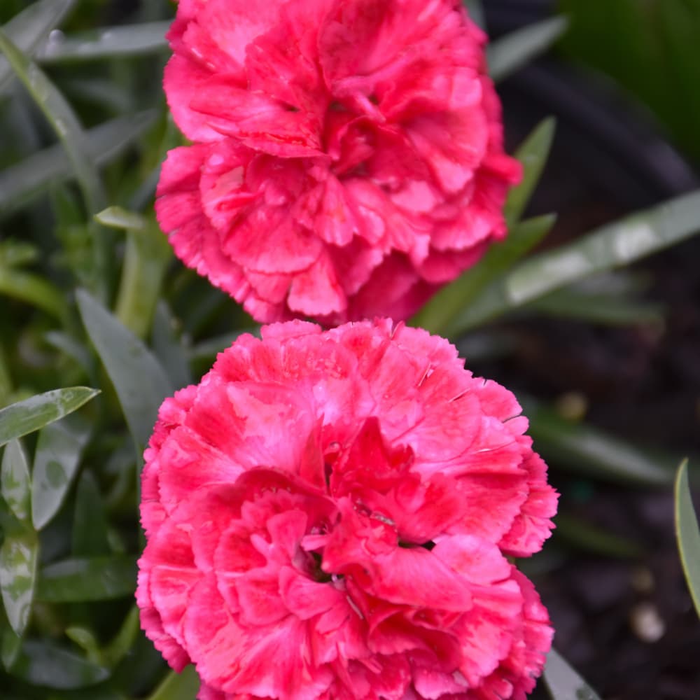 NetPS Plant Finder (www.netpsplantfinder.com)