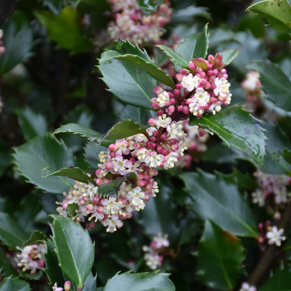 NetPS Plant Finder (www.netpsplantfinder.com)