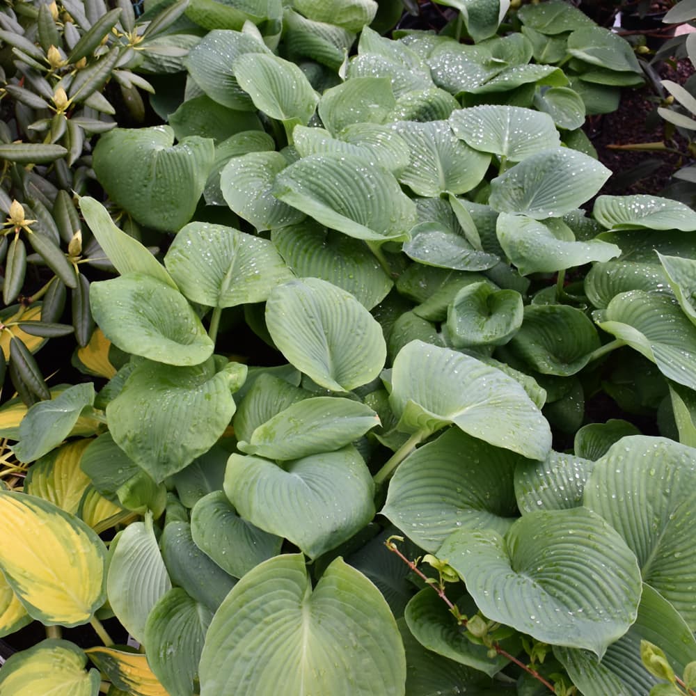 NetPS Plant Finder (www.netpsplantfinder.com)