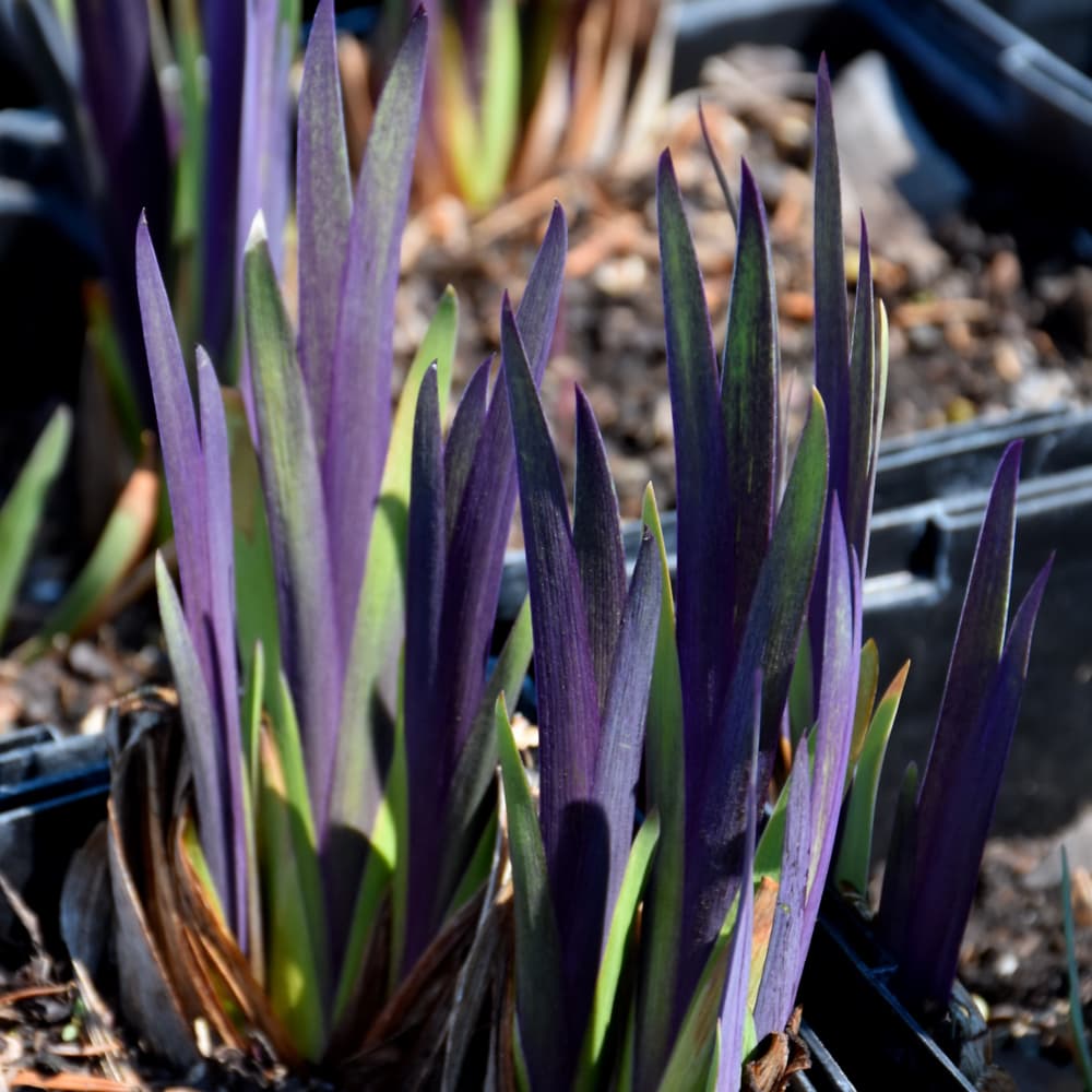 NetPS Plant Finder (www.netpsplantfinder.com)