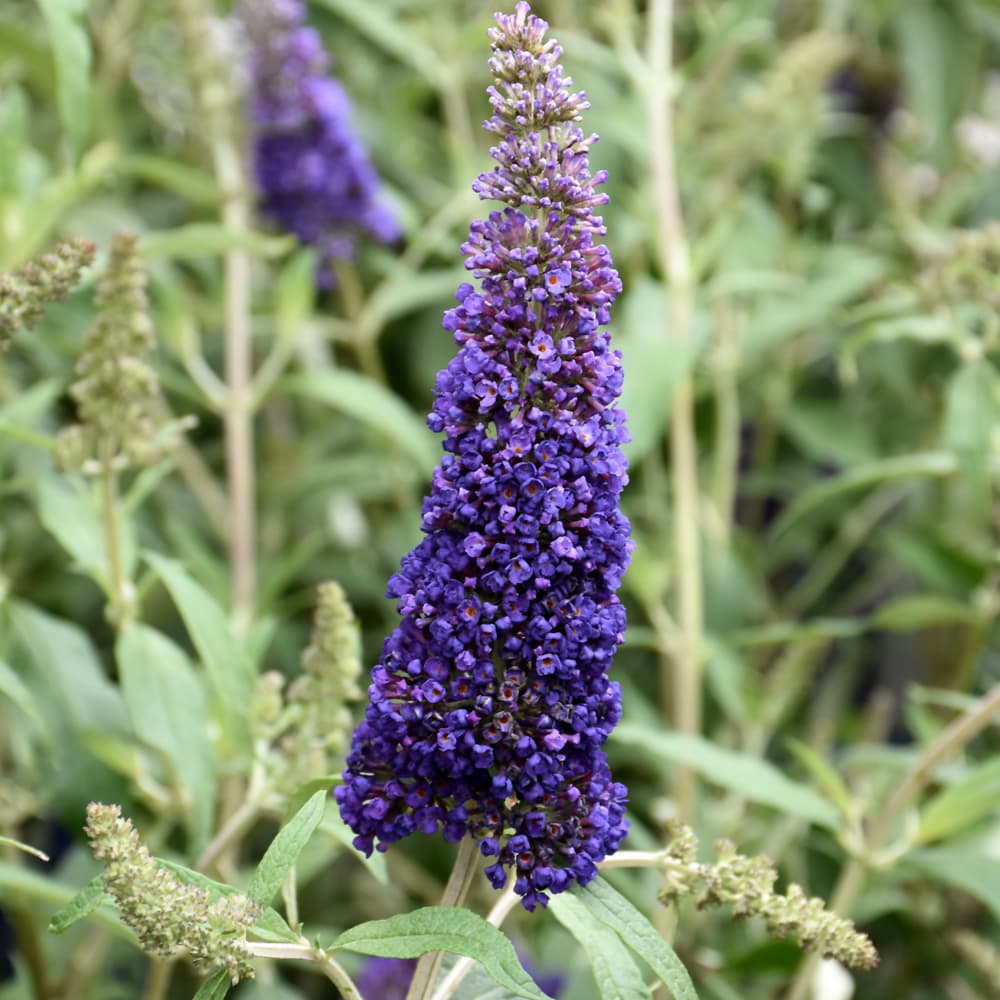 Butterfly Bush Black Knight
