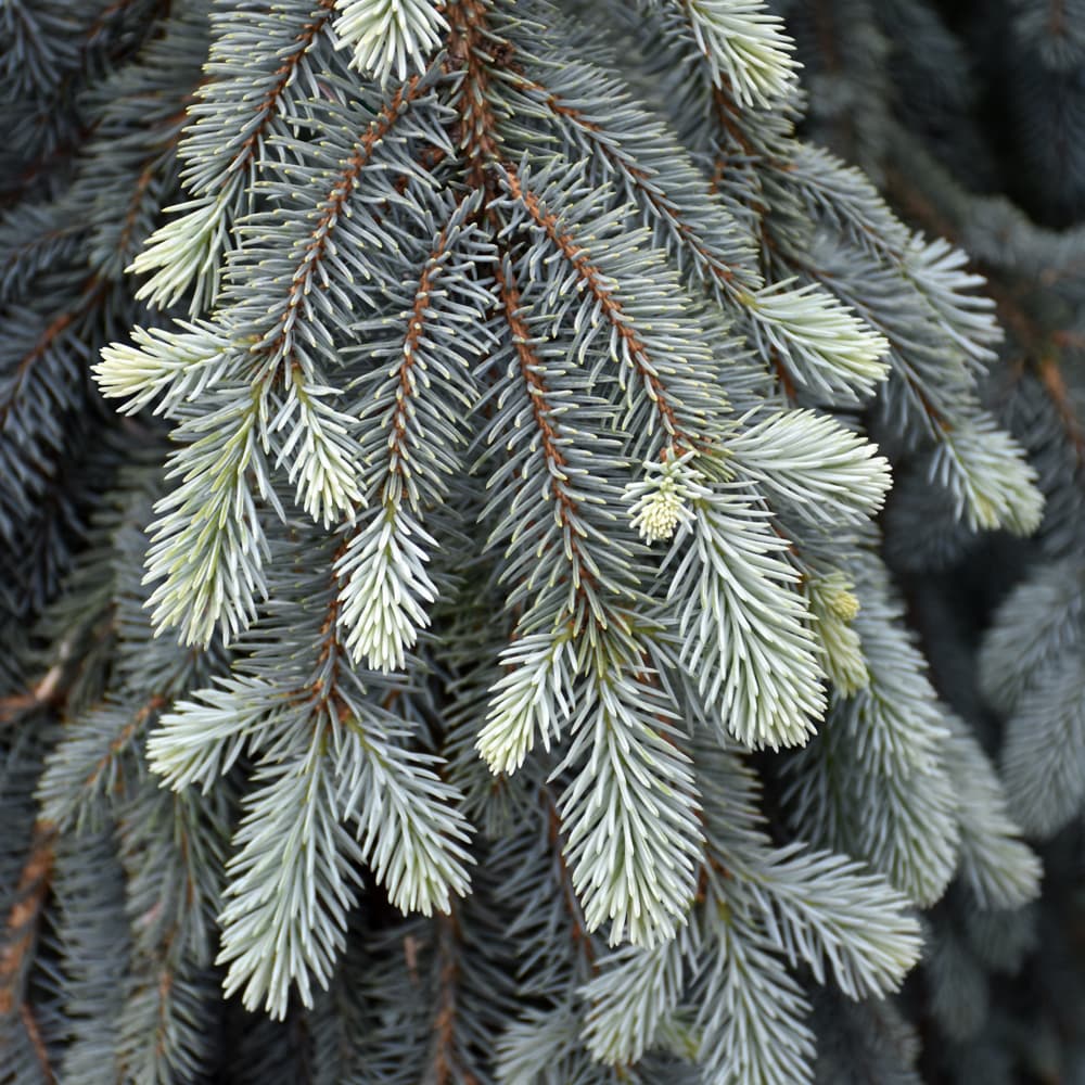 NetPS Plant Finder (www.netpsplantfinder.com)